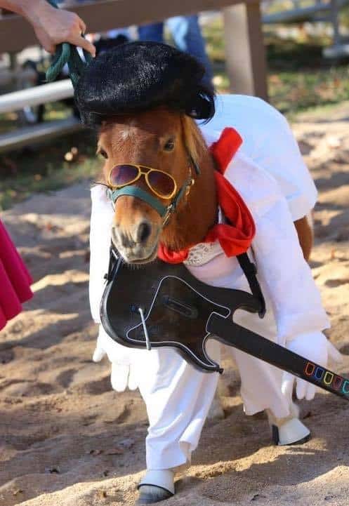 Elvis Horse Costume Halloween